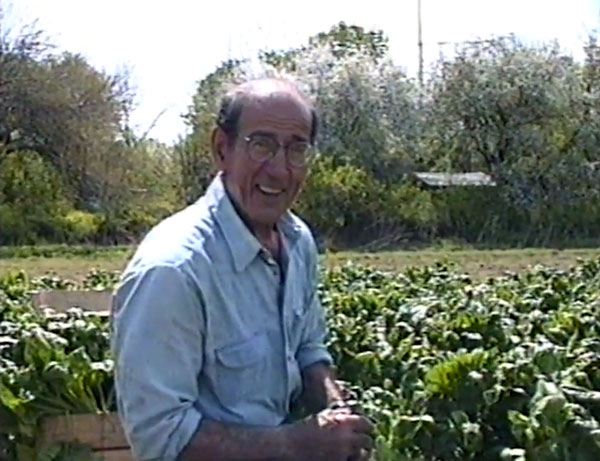 Tim Anagnostis picking spinach at Decker Farm, close up