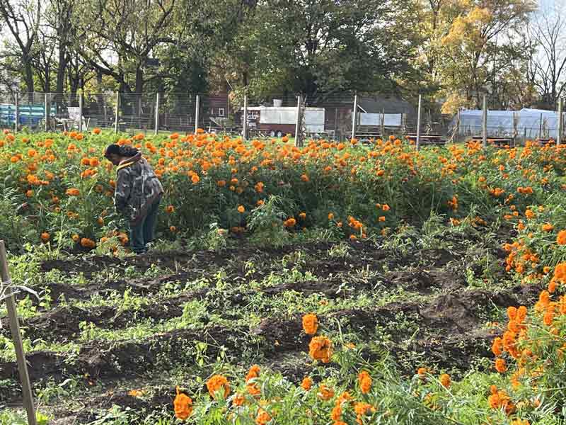 Decker Farm marigold picking