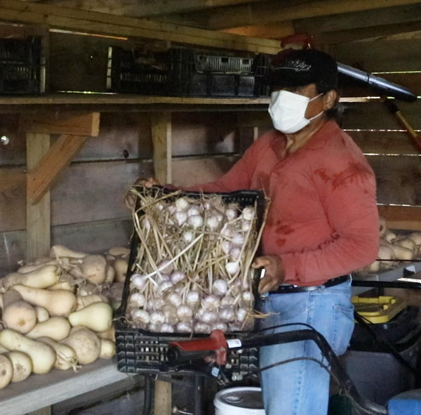 Augustine holding garlic in crate