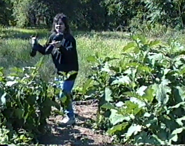 Chrissy picking eggplant