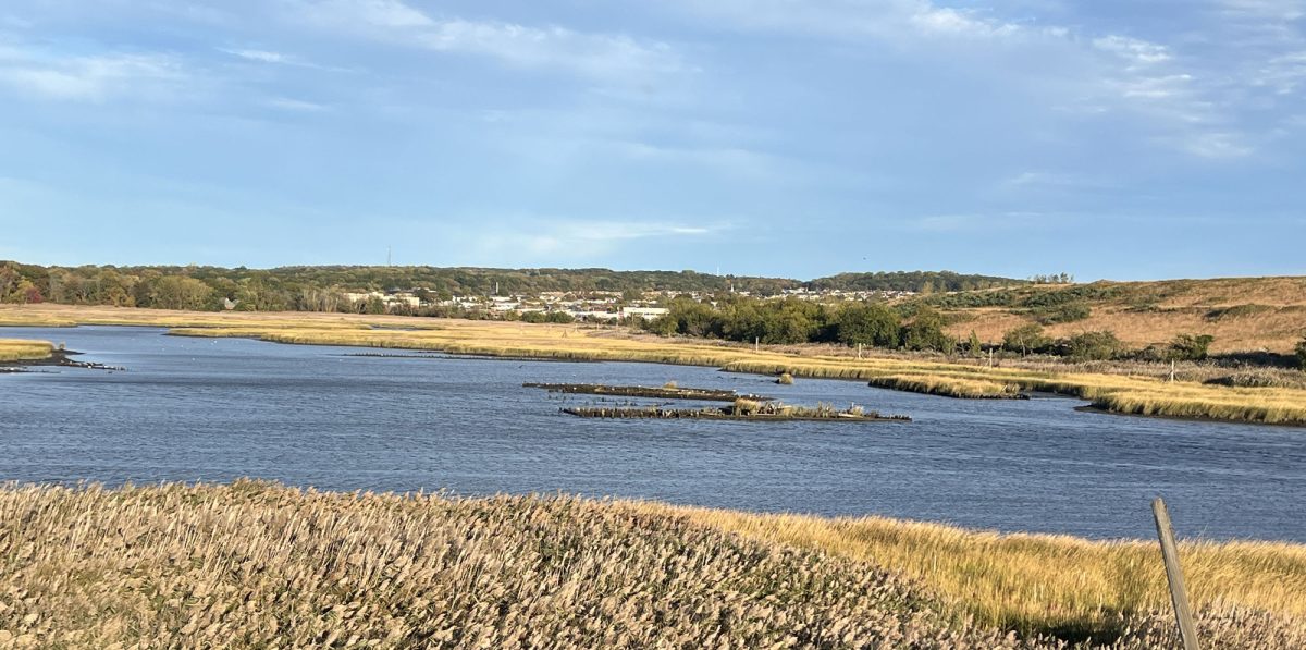 Fresh Kills, area that in the past was used for salt hay harvesting